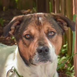 Winston image 1