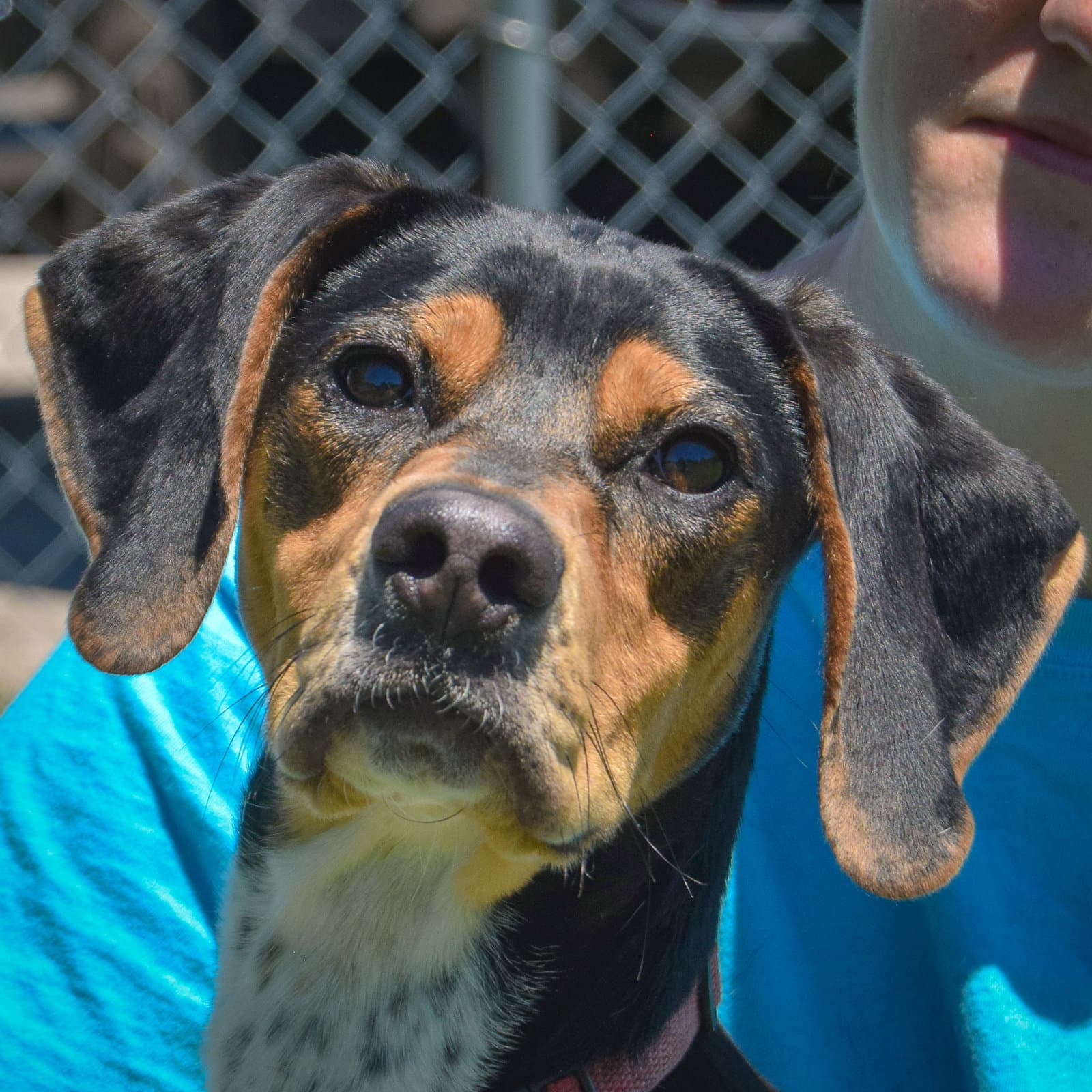 Louise - Treeing Walker Coonhound