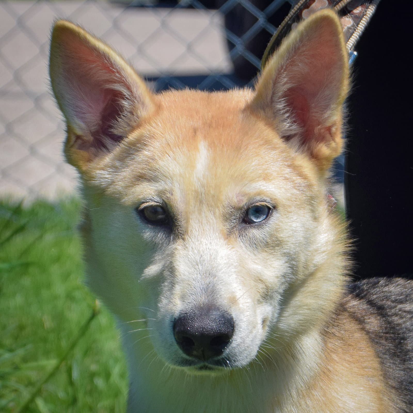 Stripe - Husky