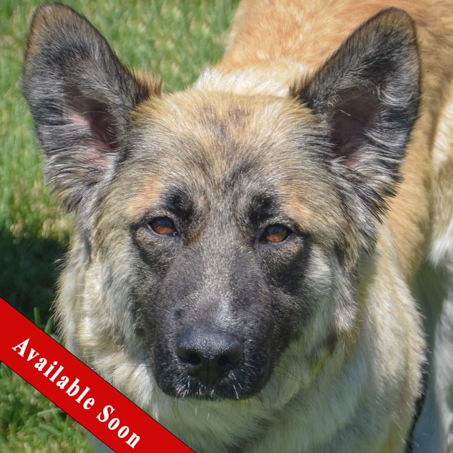 Chanel - German Shepherd Dog