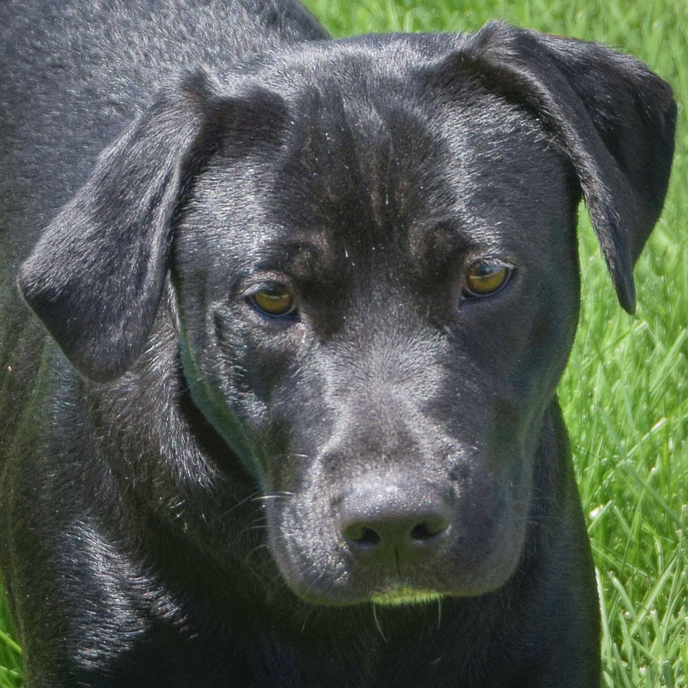 Xena - Black Labrador Retriever