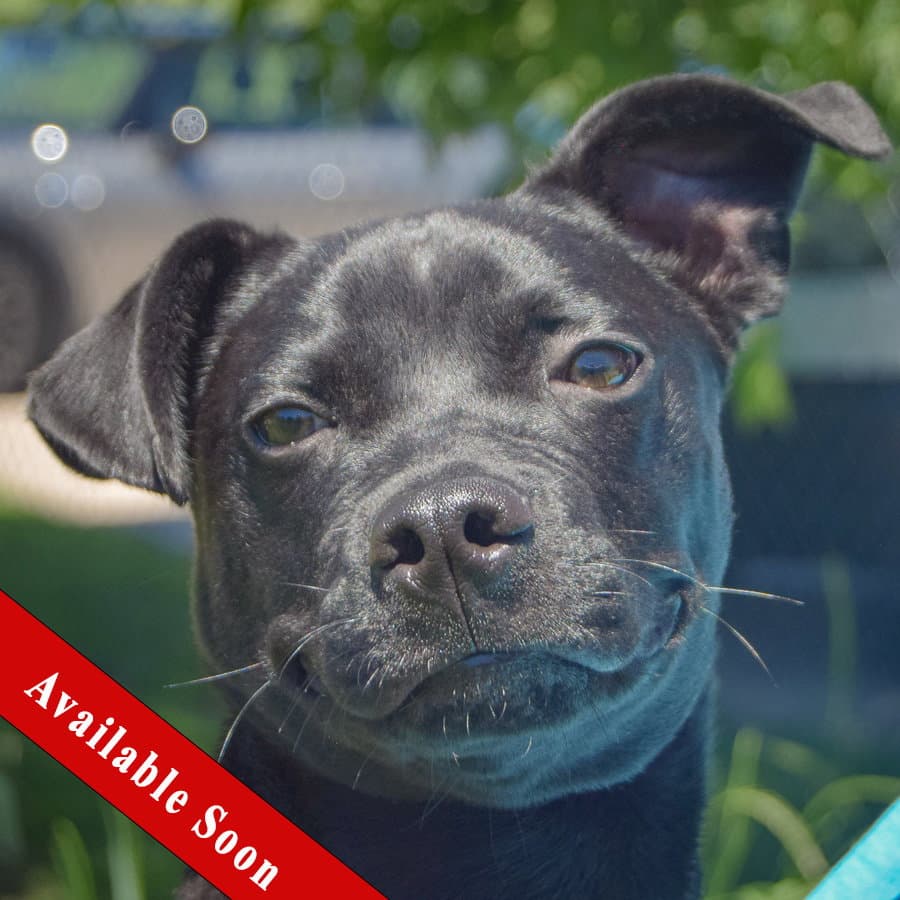 Resse - Boston Terrier