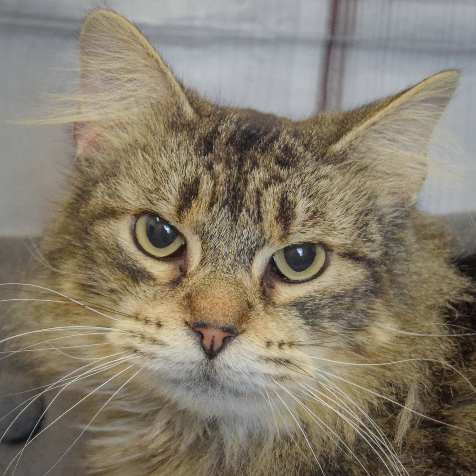 Lush - Tabby