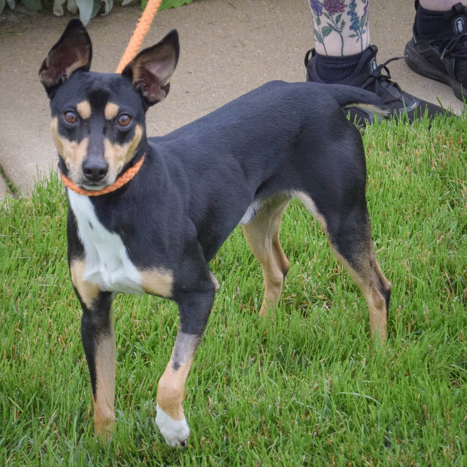 Gilly - Miniature Pinscher