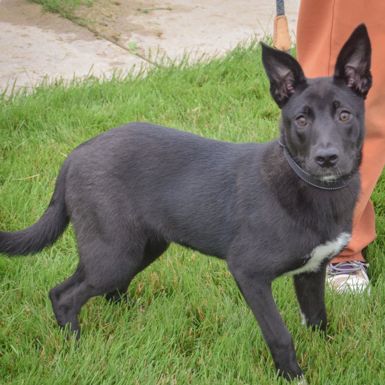 Zaya - German Shepherd Dog