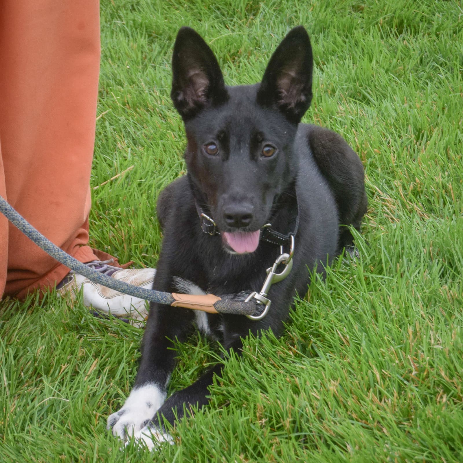 Zayle - German Shepherd Dog