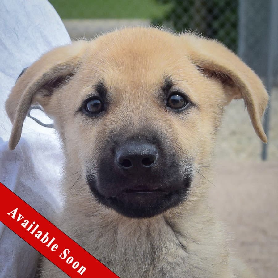 Bill - Anatolian Shepherd