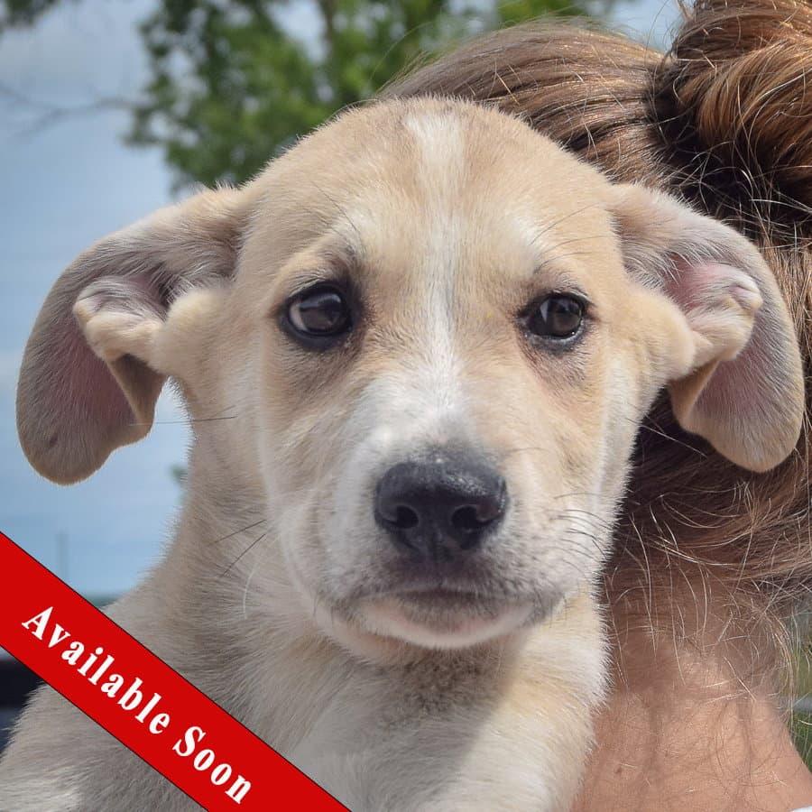Edward - Anatolian Shepherd