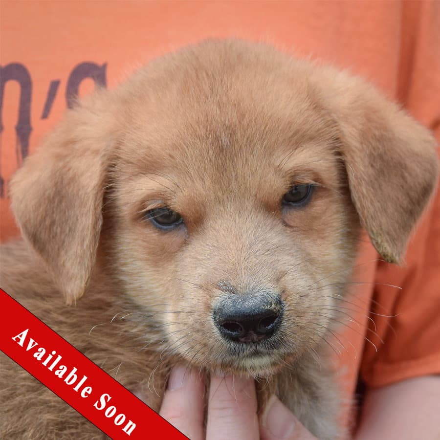 Paxton - Golden Retriever
