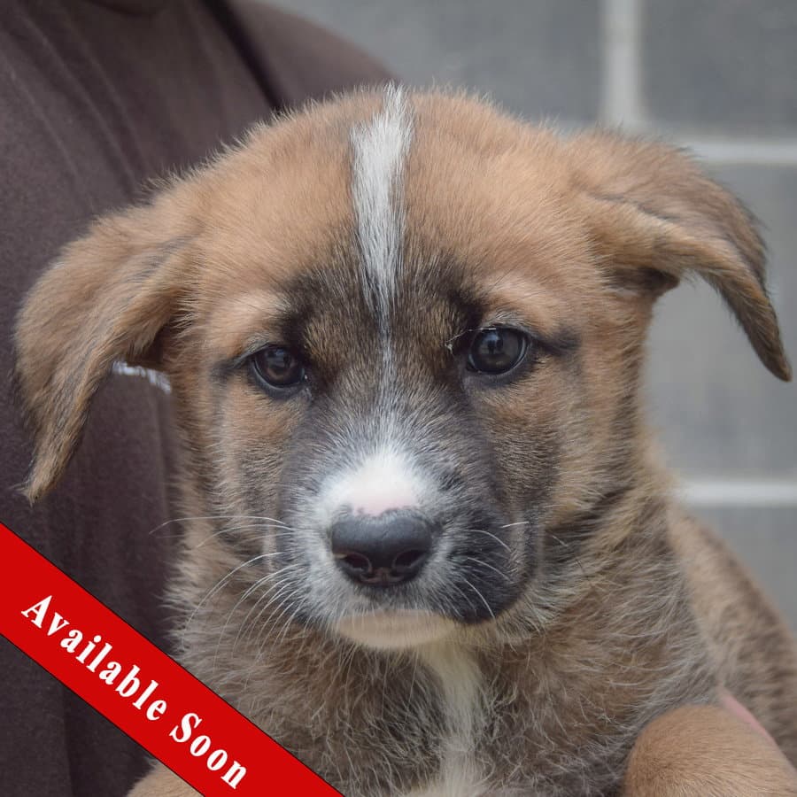 Pixie - Golden Retriever