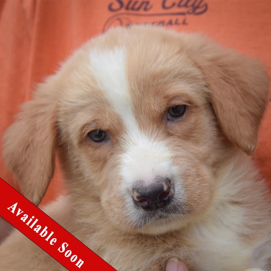 Pogo - Golden Retriever