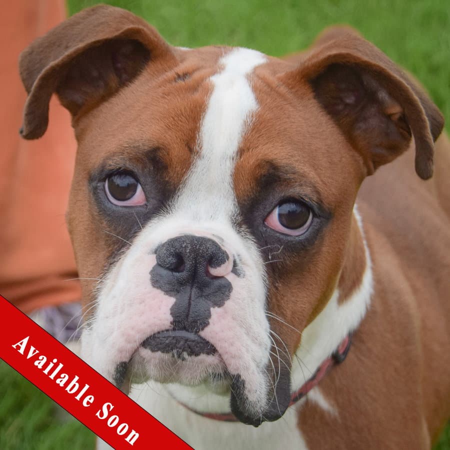 Hank - Boxer