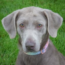 Izzy image 4