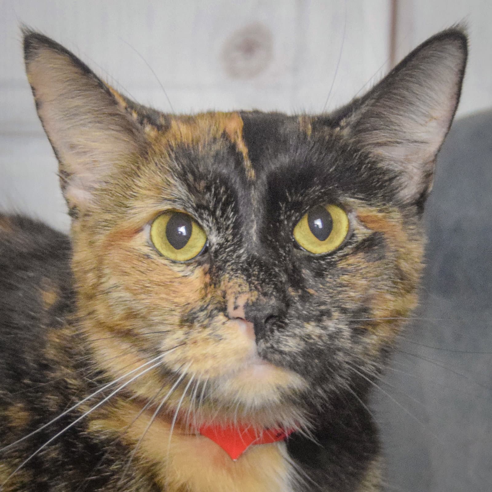 Nyla - Tortoiseshell