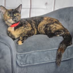 Nyla image 2