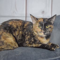 Nyla image 3