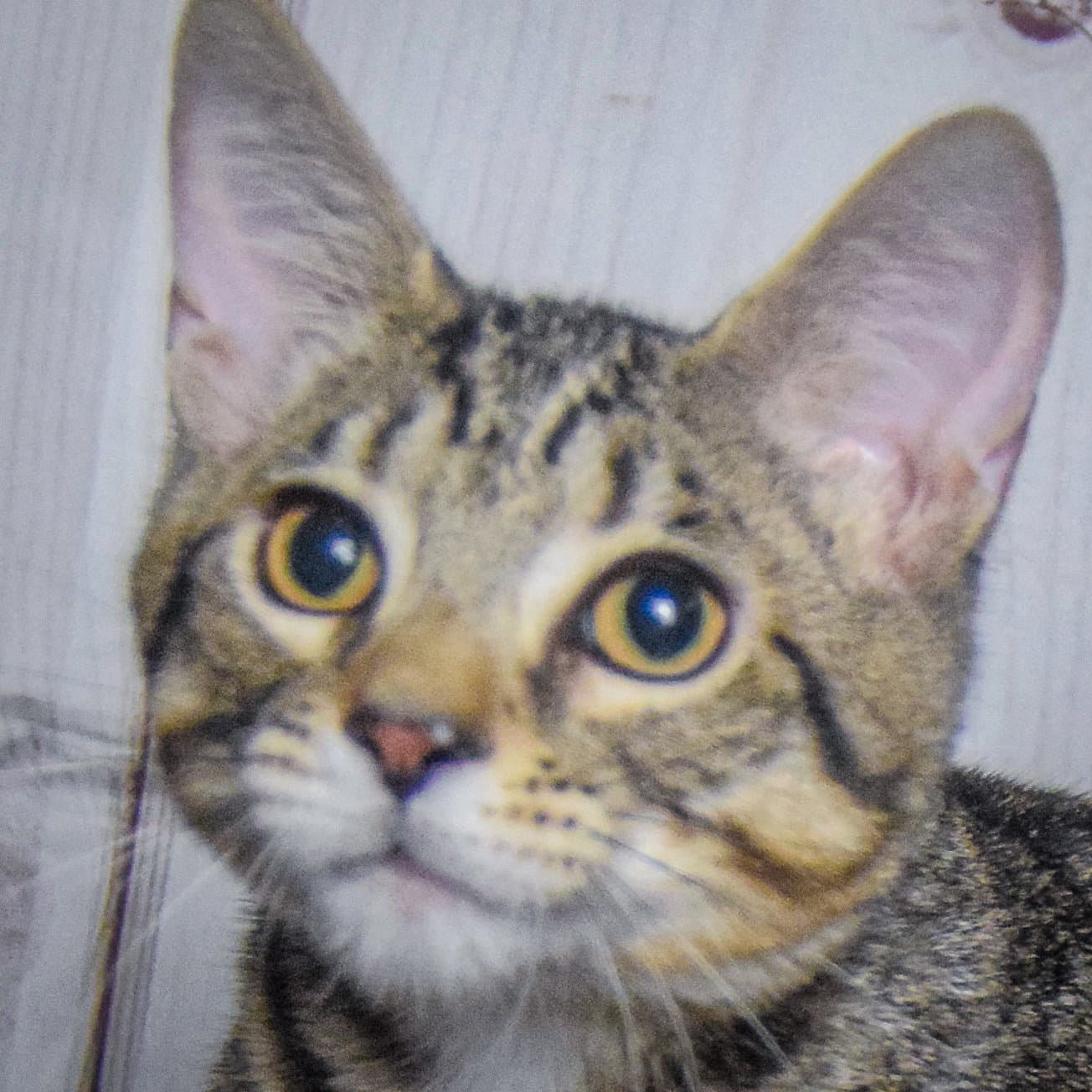 Bentlee - Tabby