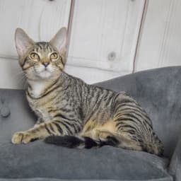 Bentlee image 2