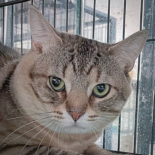 Morgan - Tabby