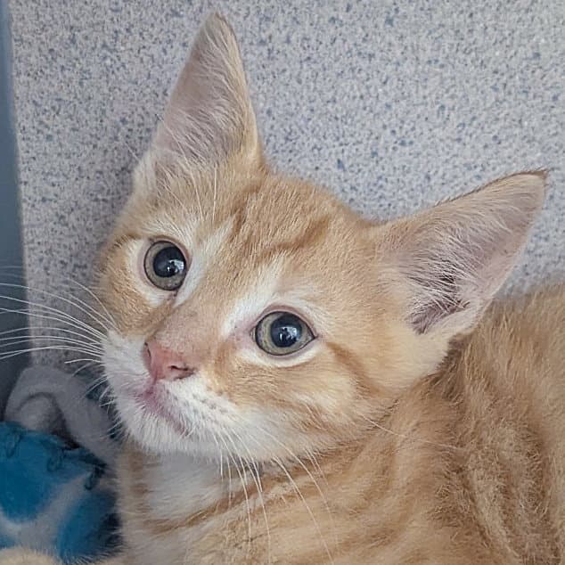 Ron - Tabby