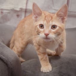 Ron image 3