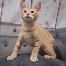 Ron image 4