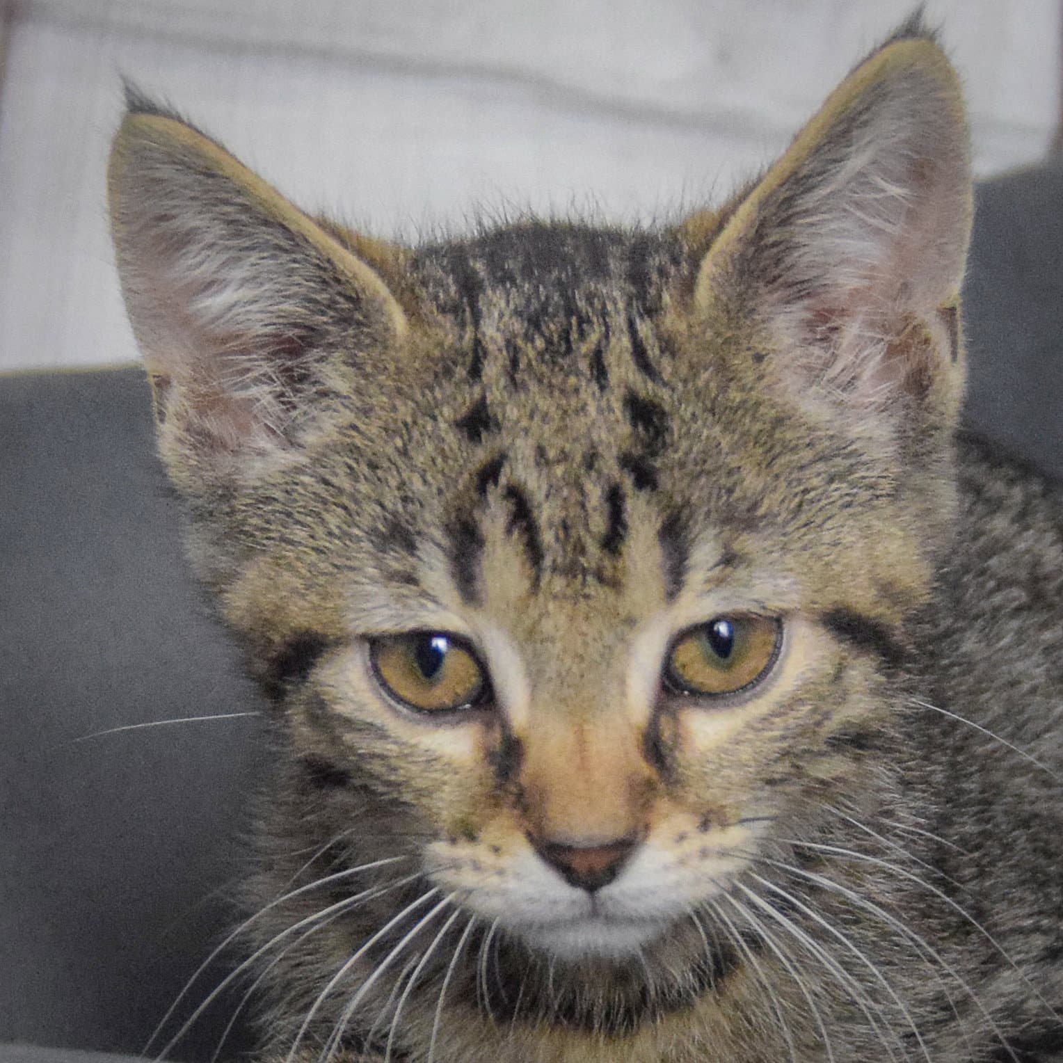 Blossom - Tabby