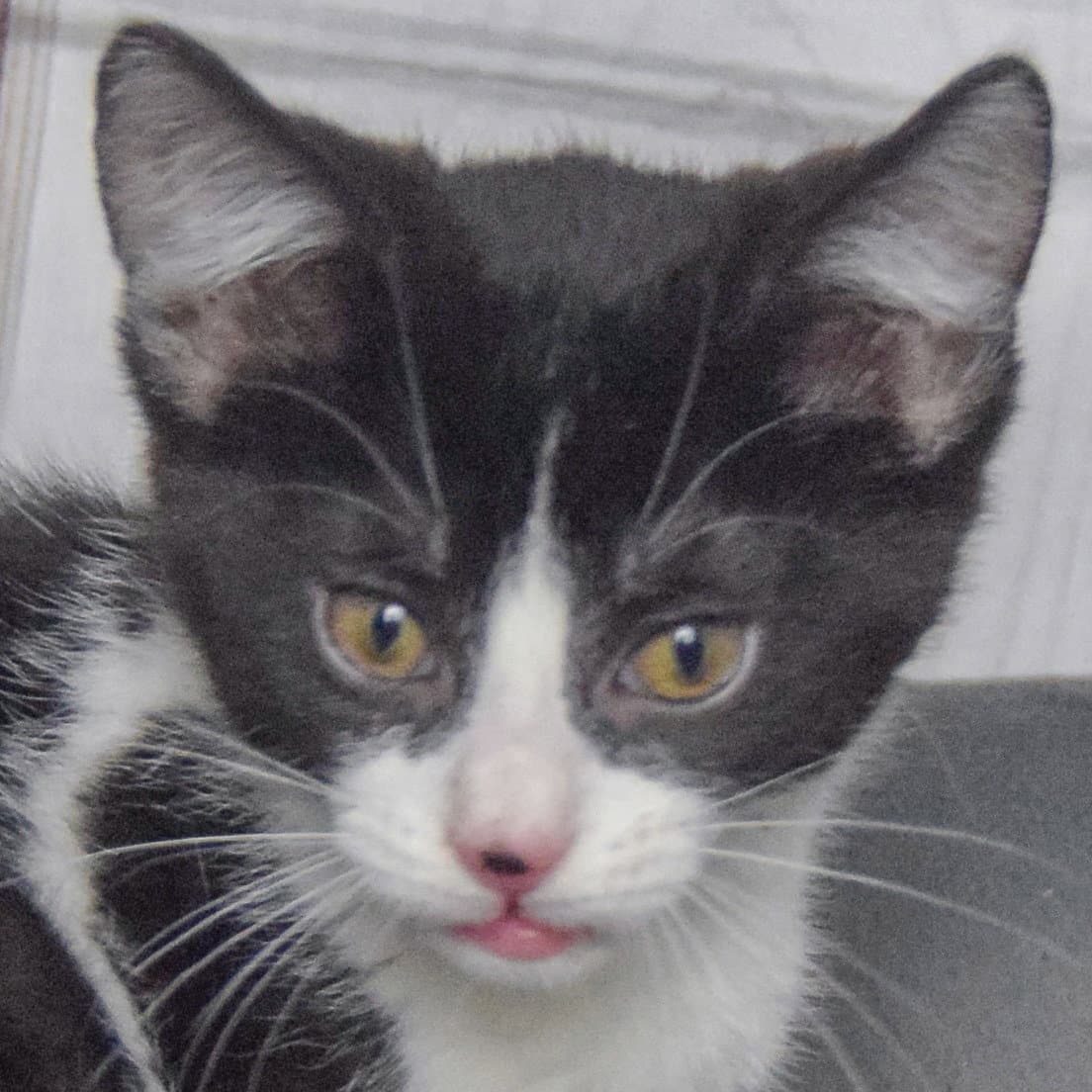 Crinkle - Tuxedo