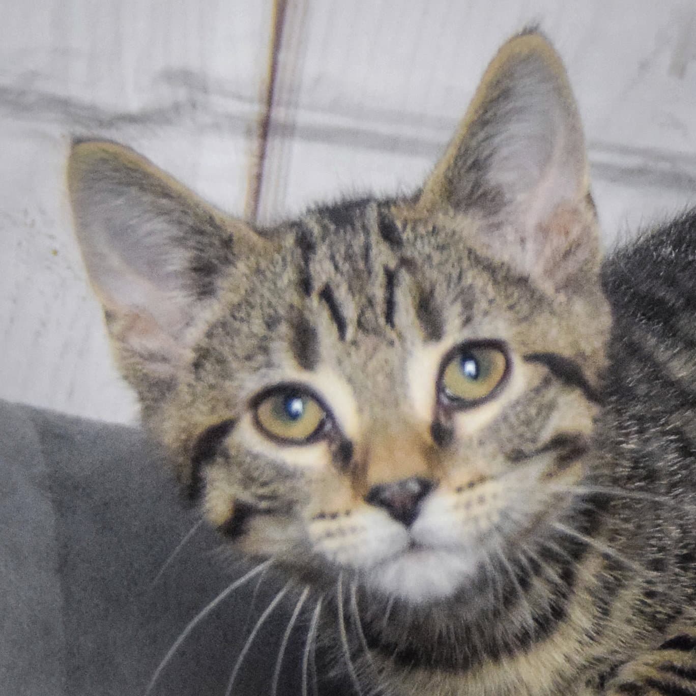 Whoopie Pie - Tabby