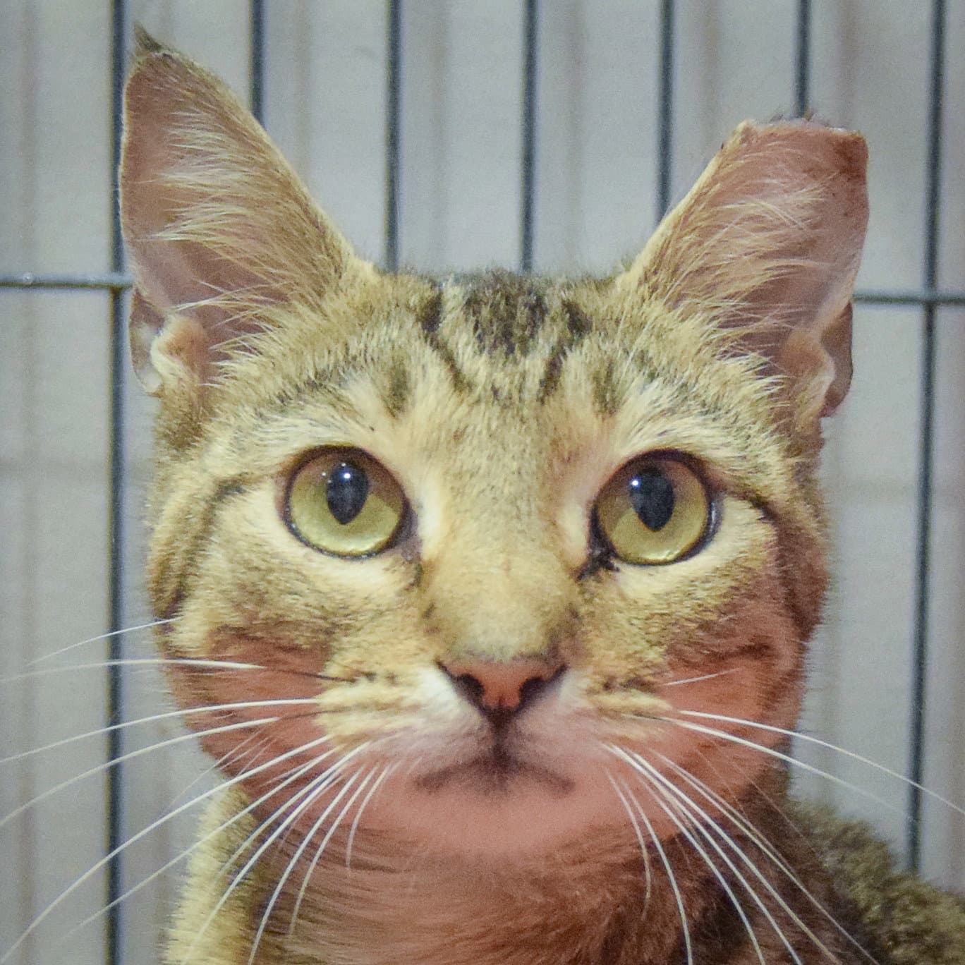 Goober - Tabby