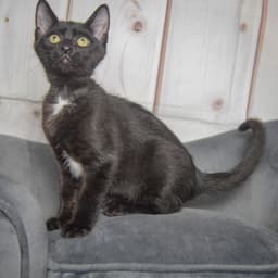 Hooper image 3