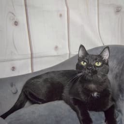 Fenris image 2