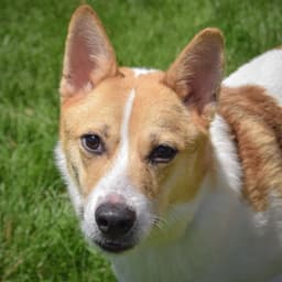 Jacob image 1