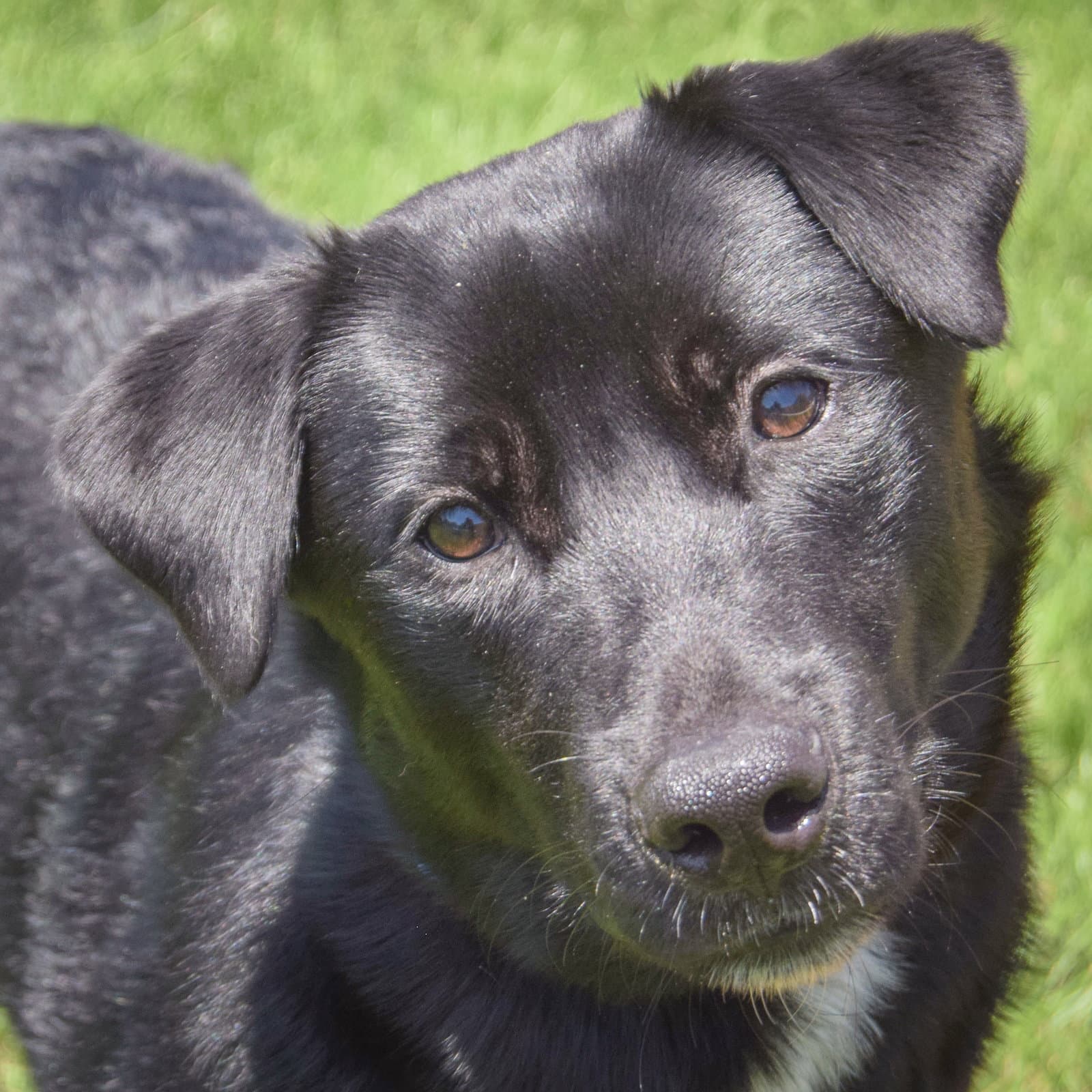 Milton - Black Labrador Retriever