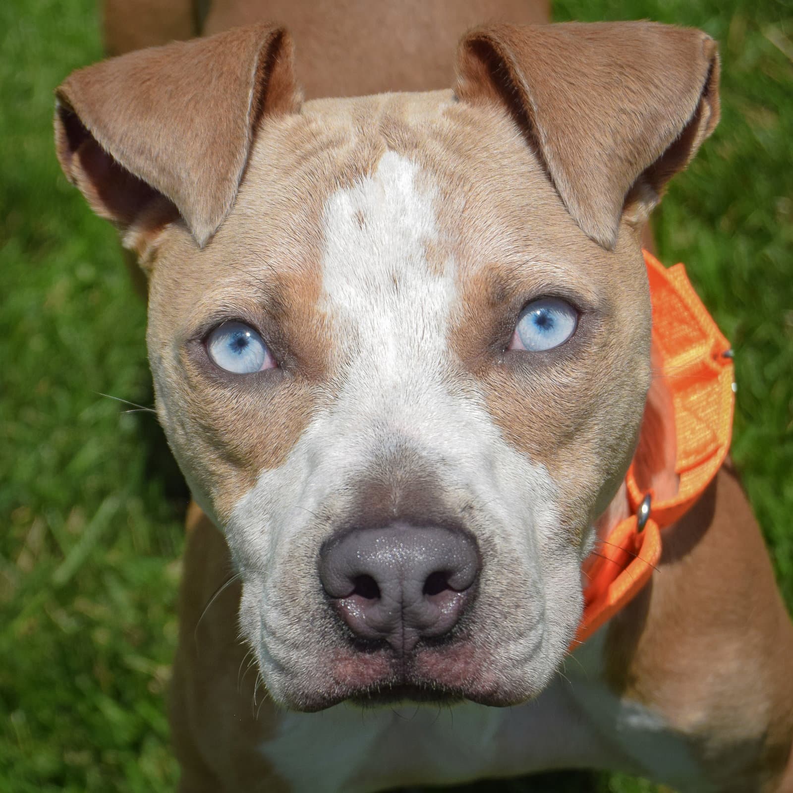 Jimothy - American Staffordshire Terrier