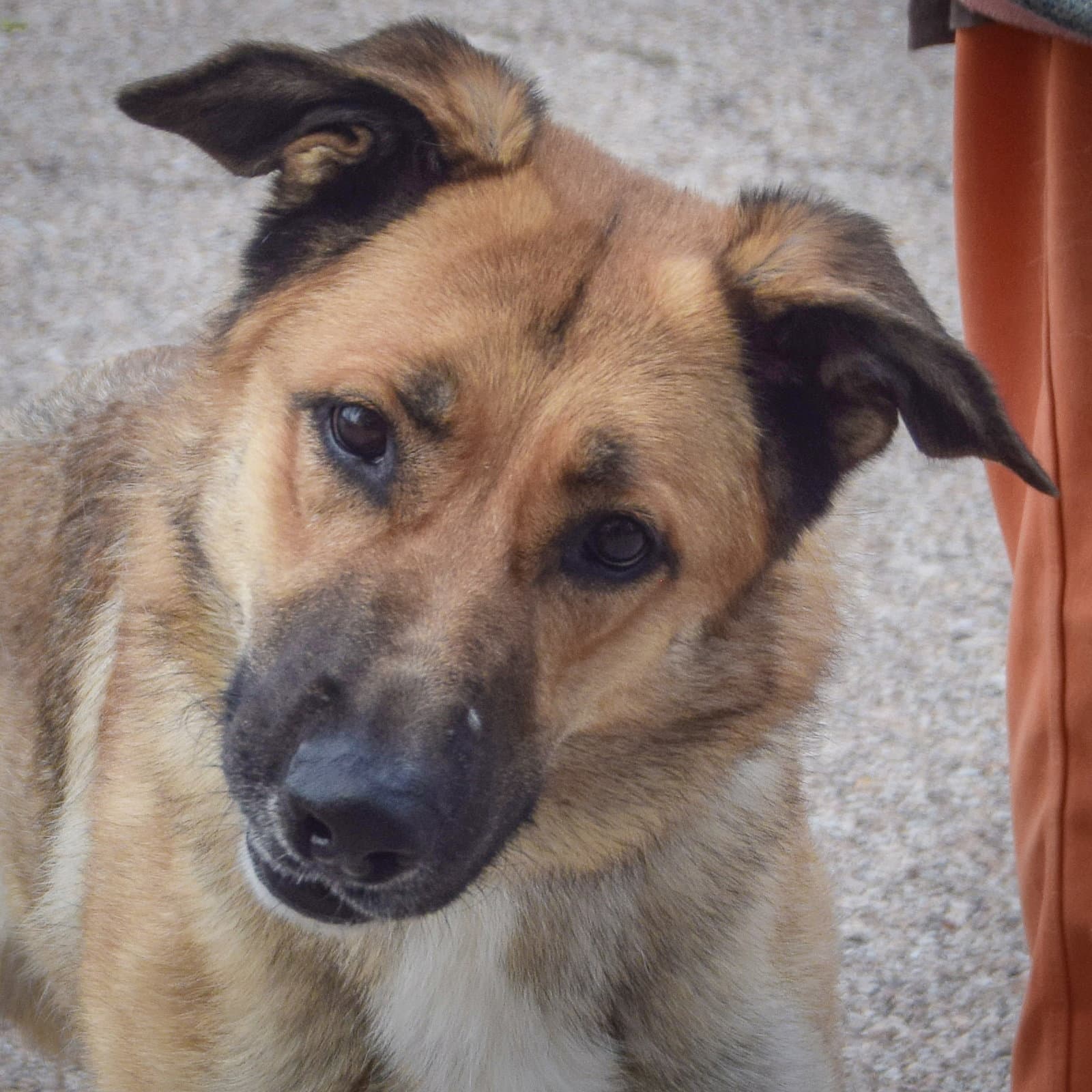 Mary - German Shepherd Dog