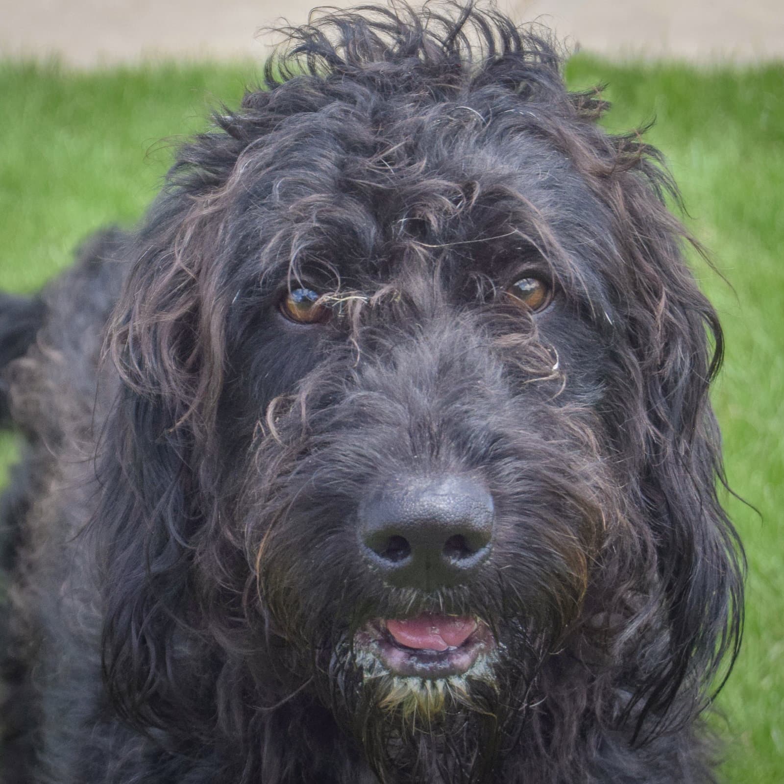 Milo - Poodle (unknown type)