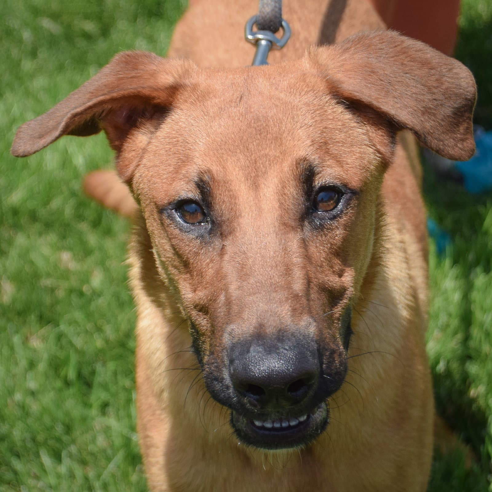 Cedar - Labrador Retriever