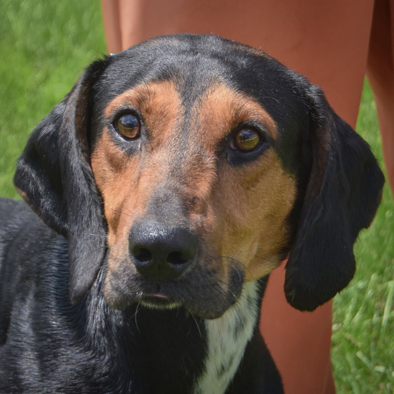 Trotter - Black and Tan Coonhound