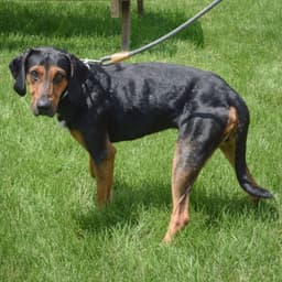 Trotter image 3
