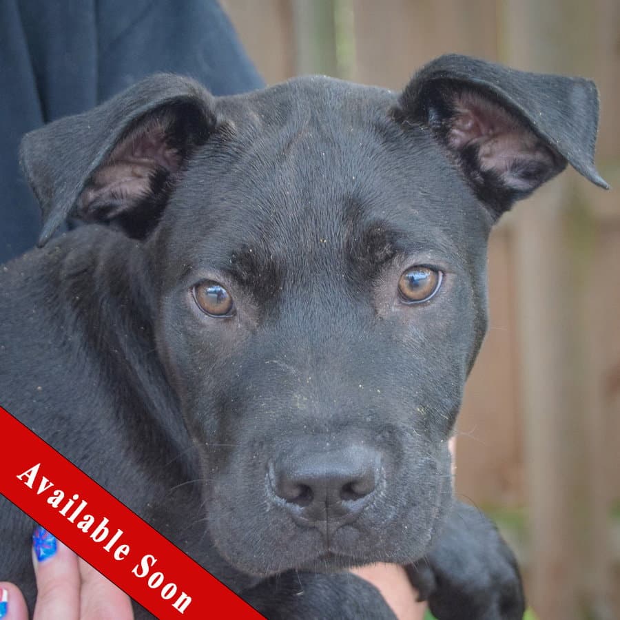 Mecklan - American Bulldog