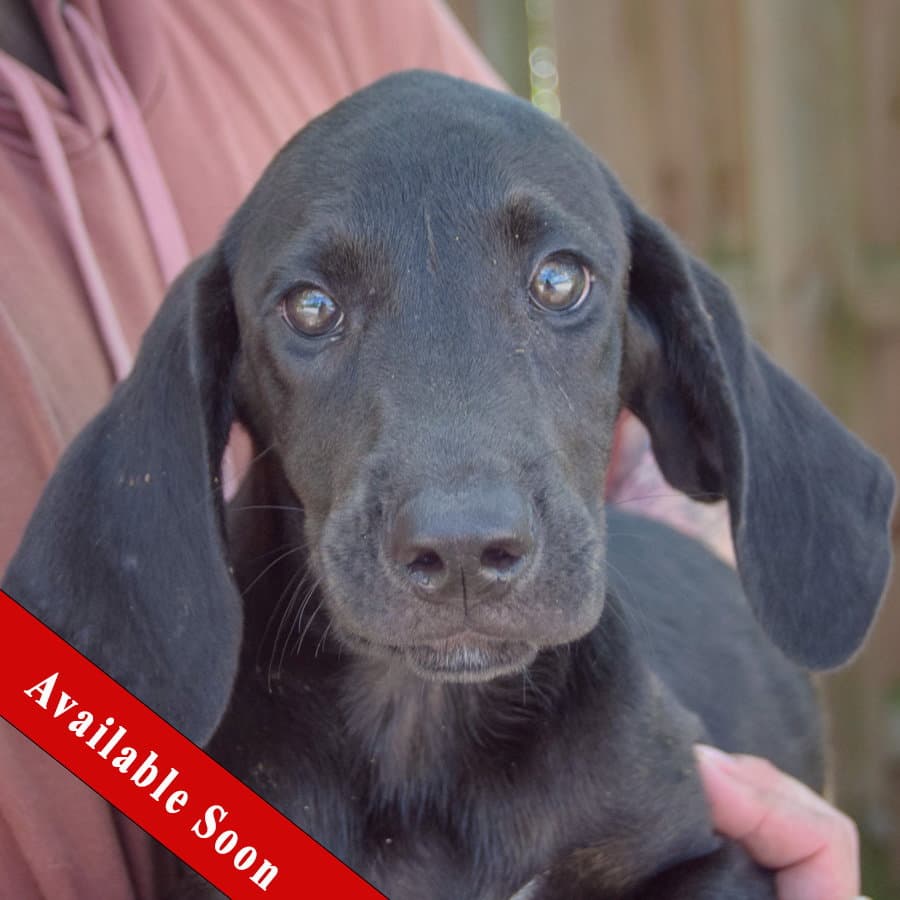 Cosmos - Black Labrador Retriever