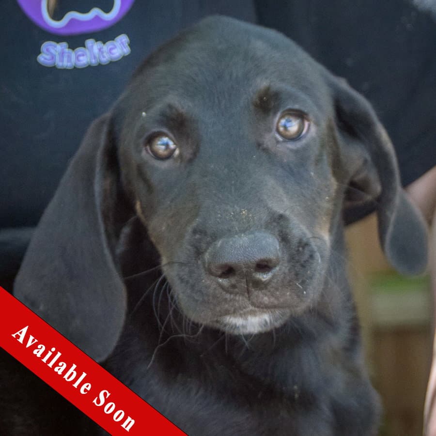 Glaxay - Black Labrador Retriever
