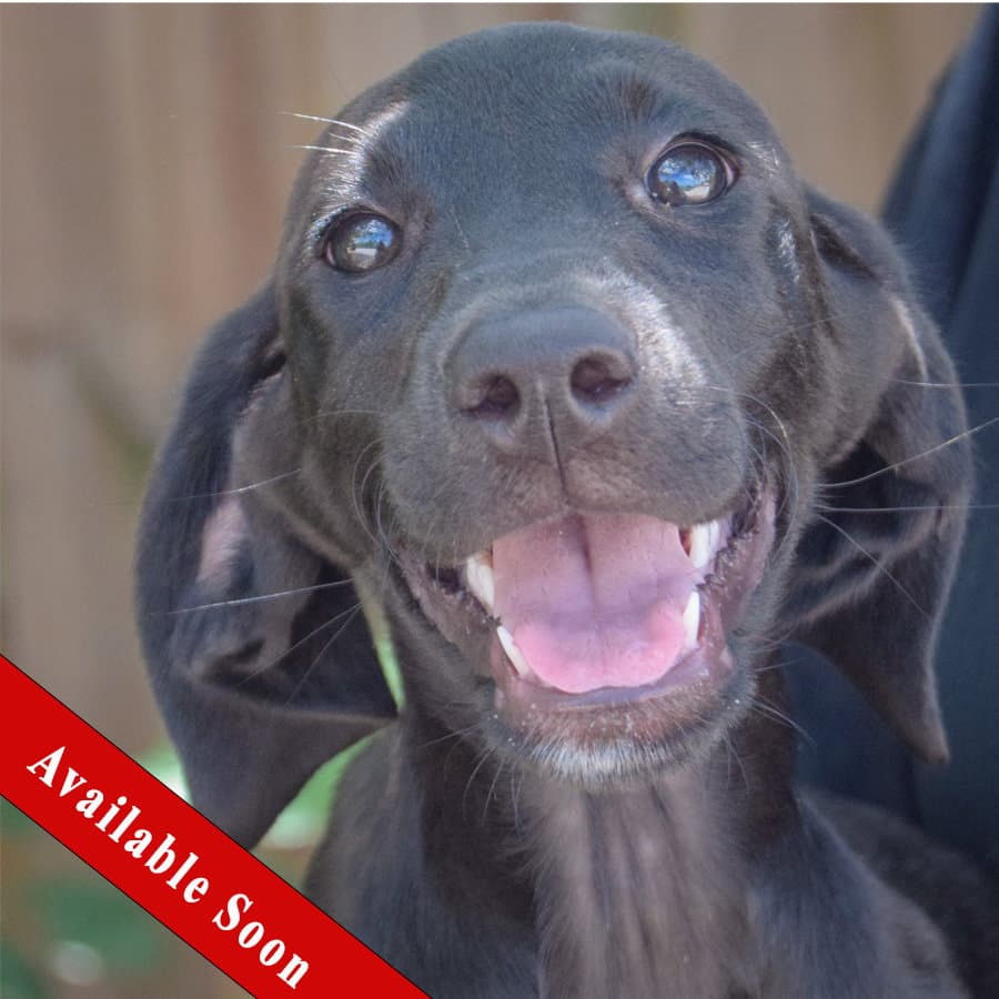 Star - Black Labrador Retriever