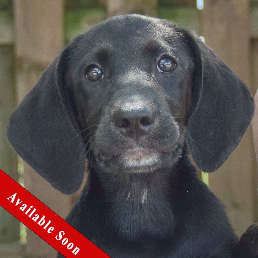 Twilight - Black Labrador Retriever