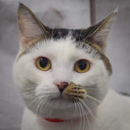 Frannie image 1