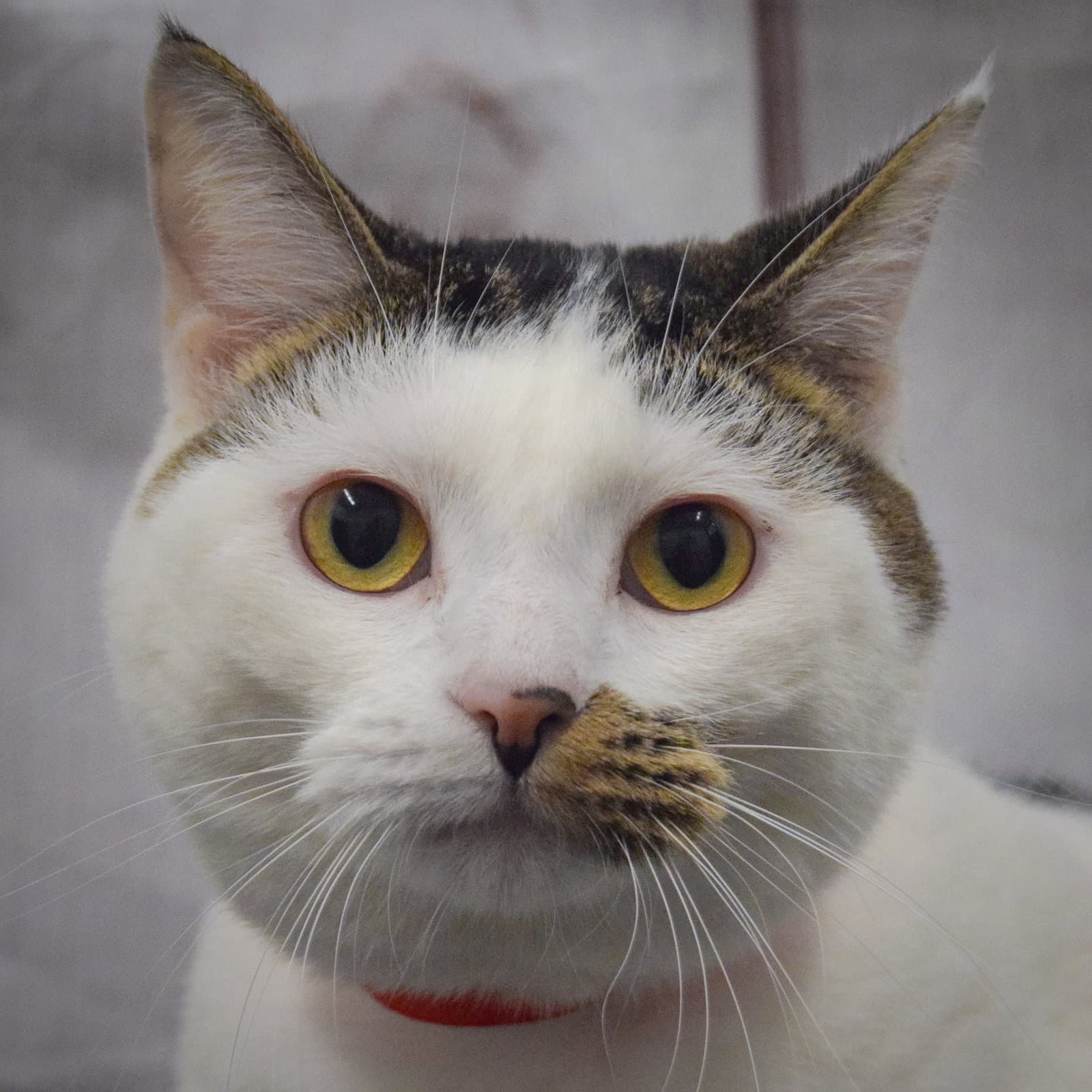 Frannie - Tabby