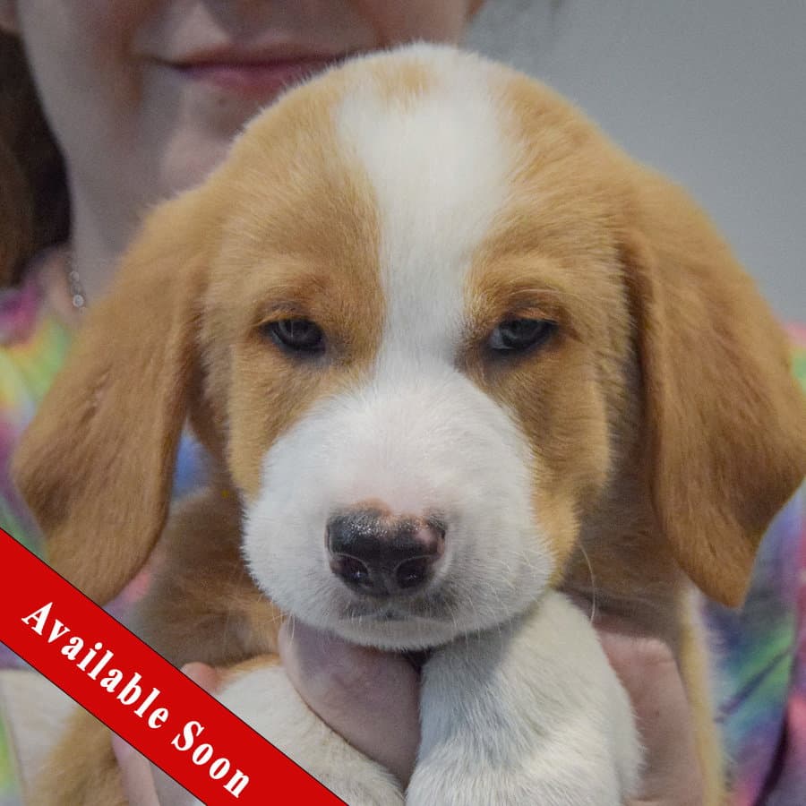 Pat - Golden Retriever