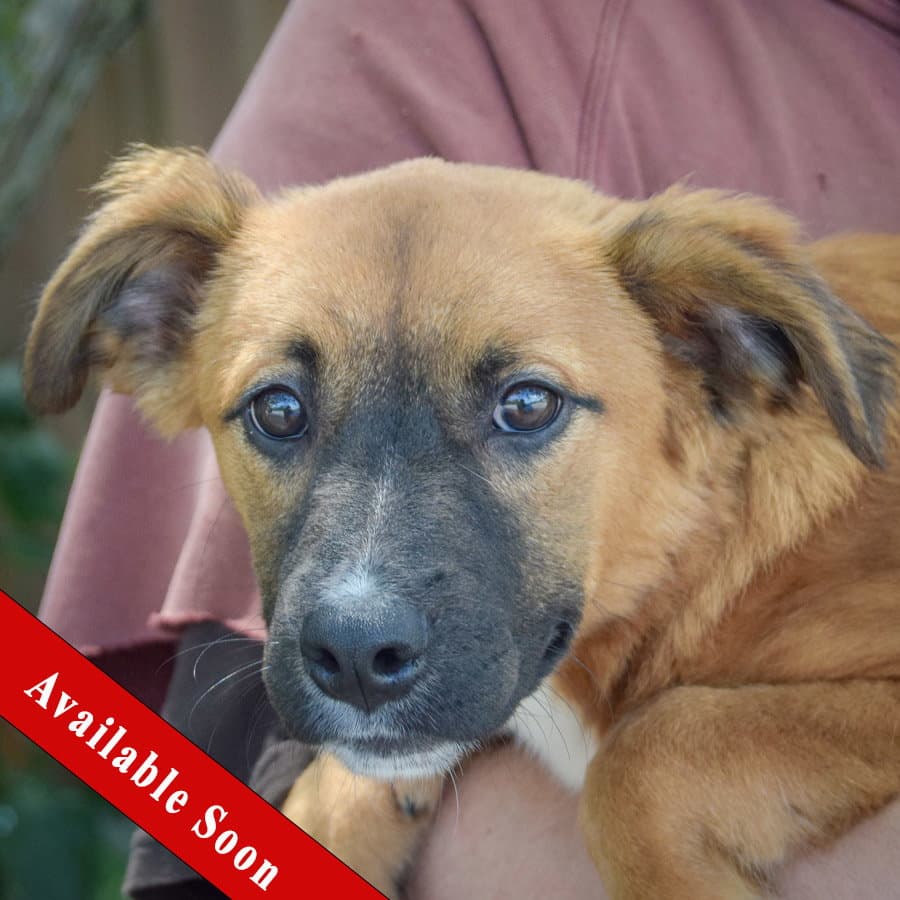 Tinker - Shetland Sheepdog Sheltie