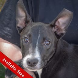 Toto image 1